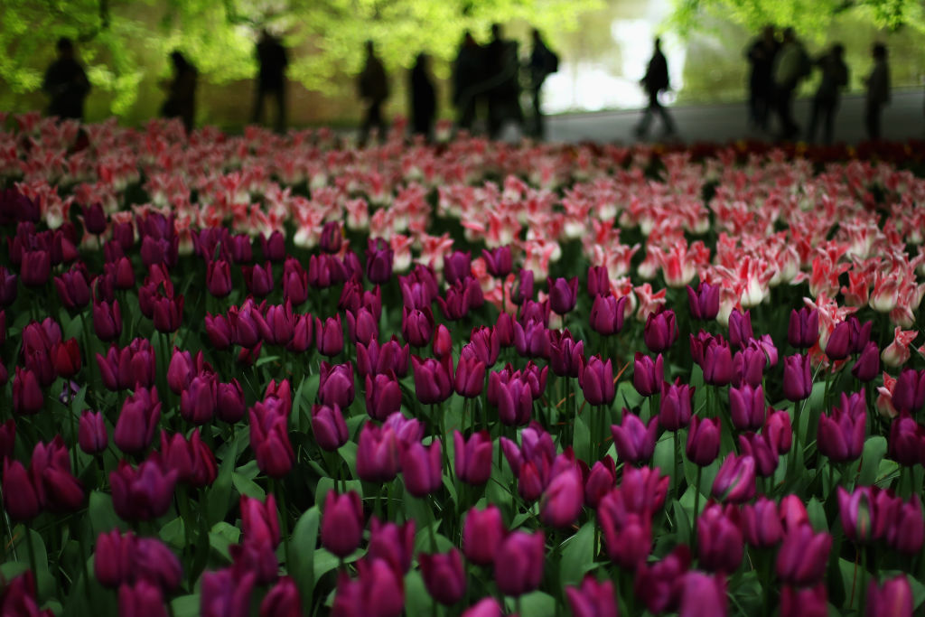 Tulips...