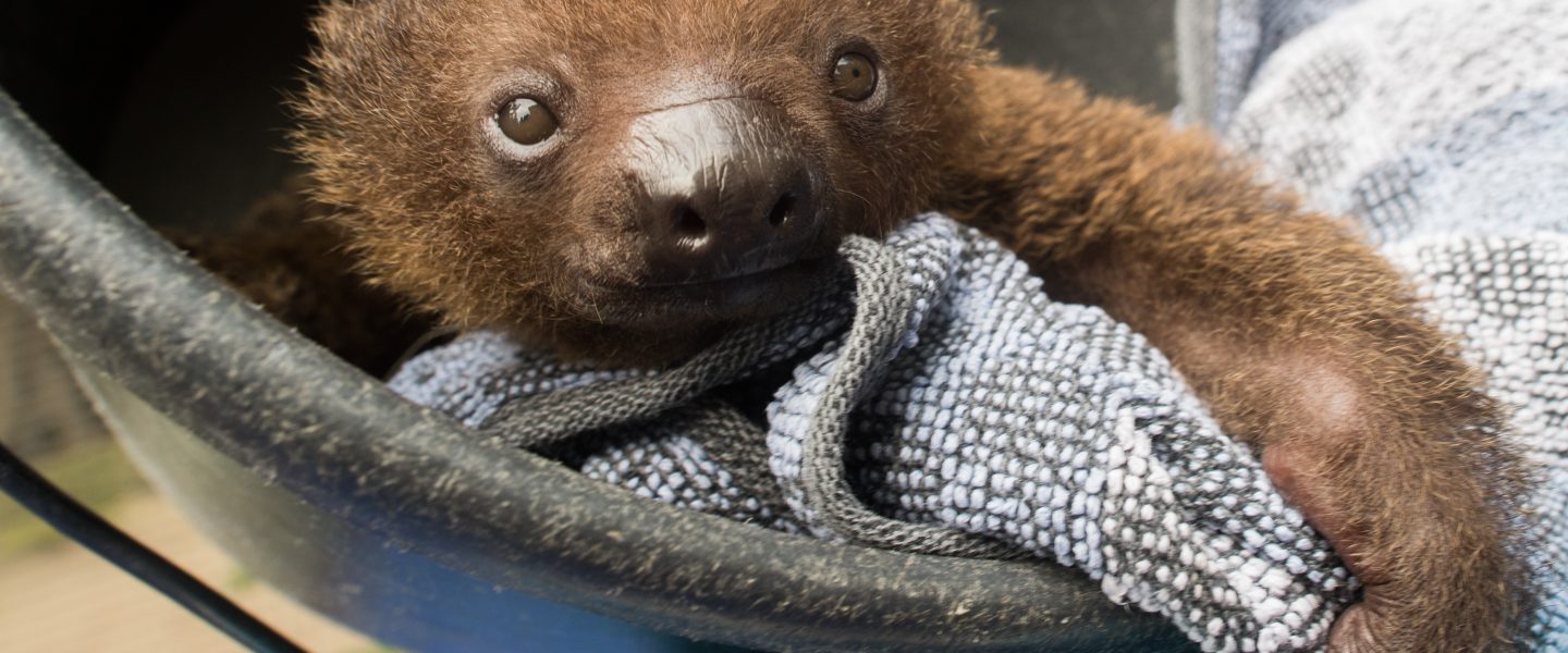 Sloth 101 New baby sloth at Denver Zoo, see the pictures - KOSI 101.1