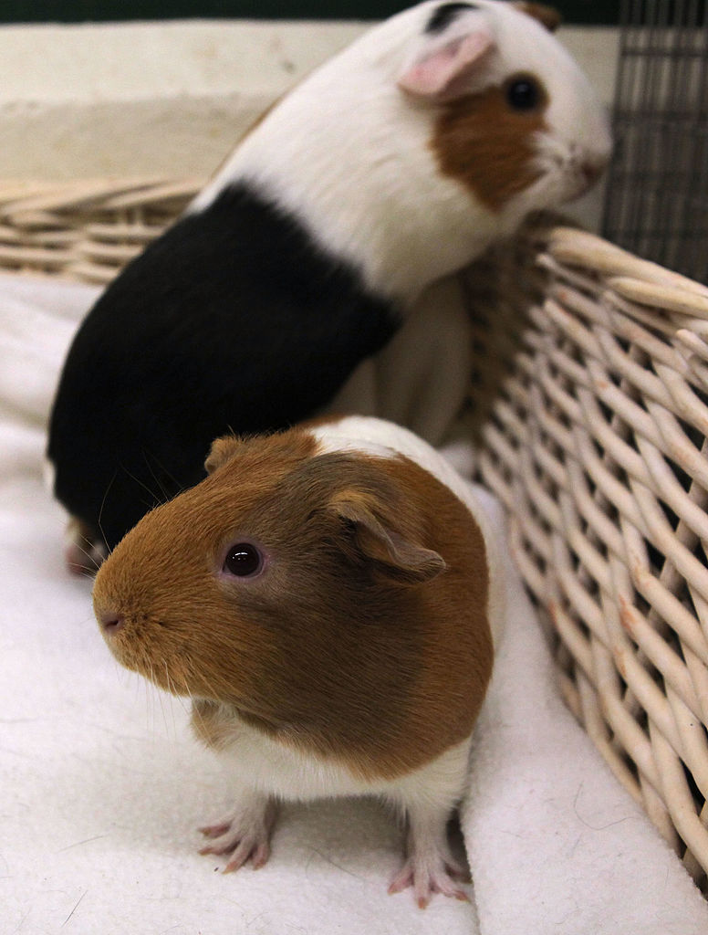 Guinea Pig...