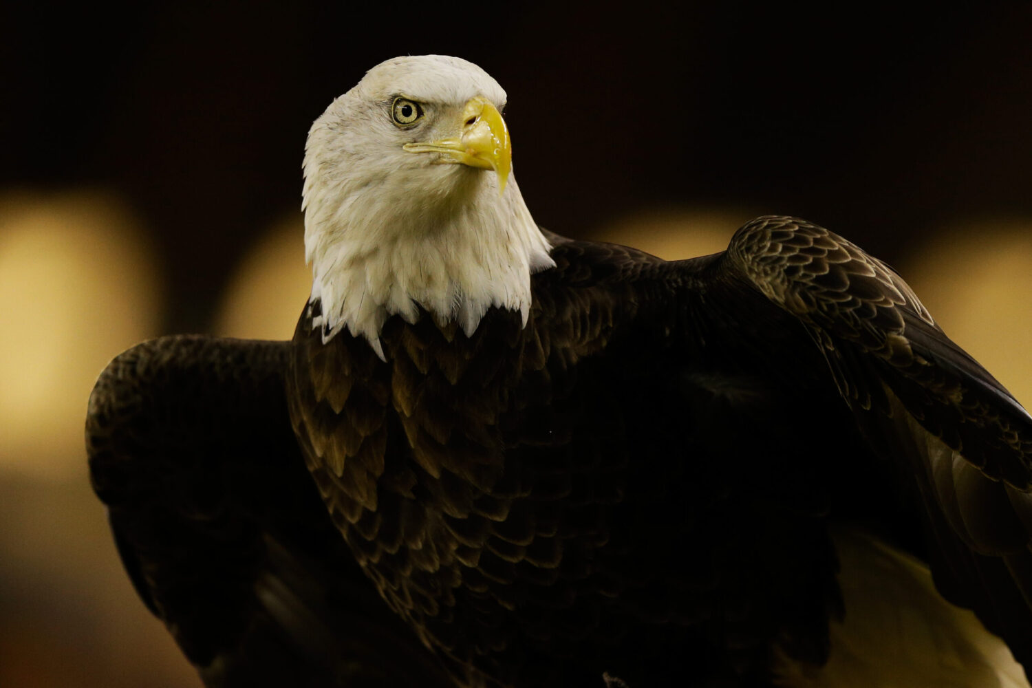 Bald Eagle...