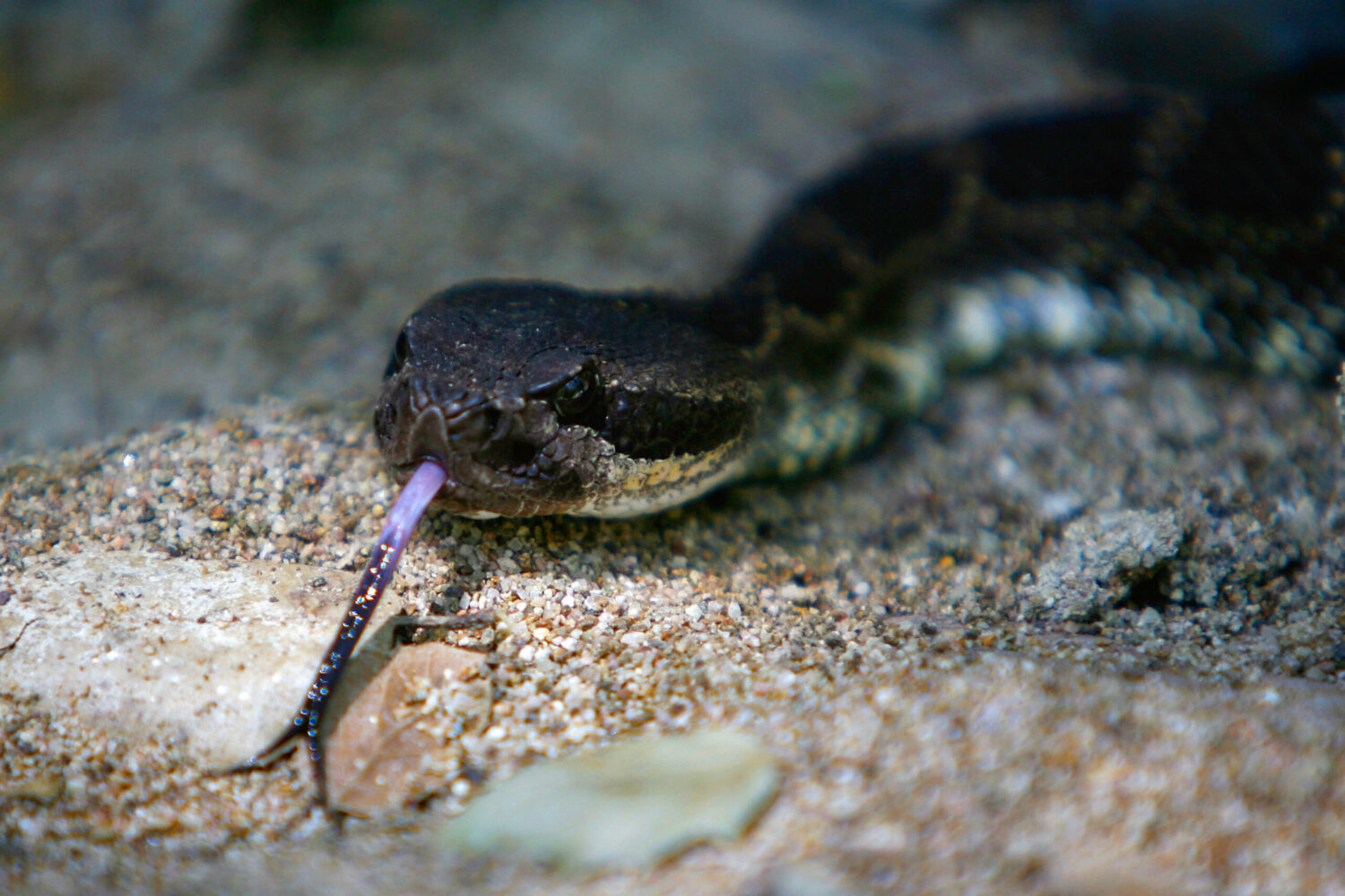 Rattlesnake...