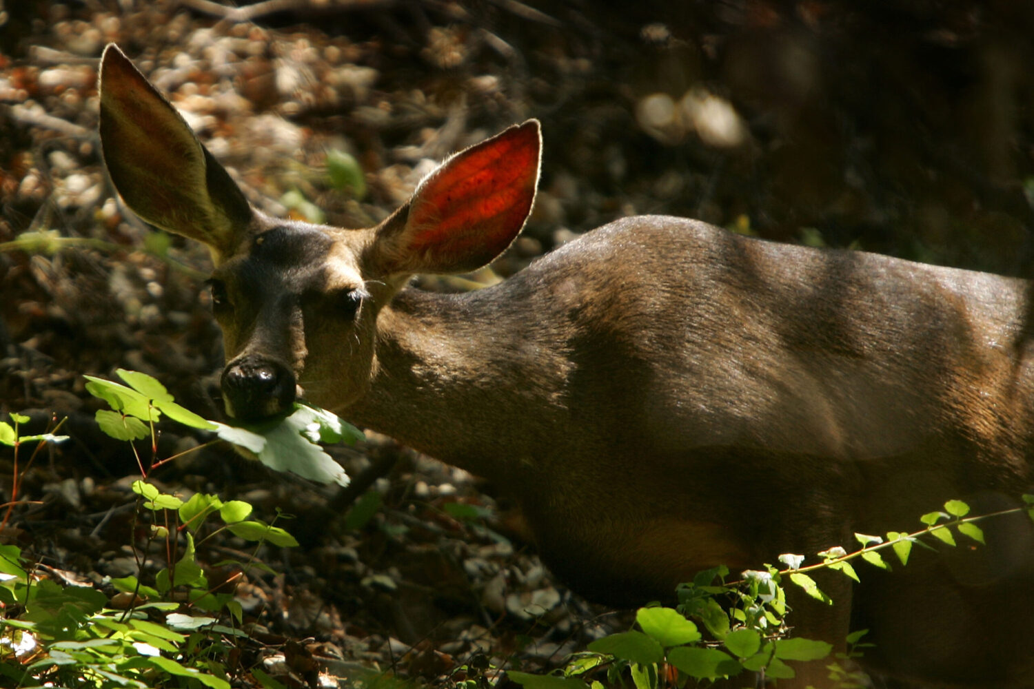 Mule Deer...