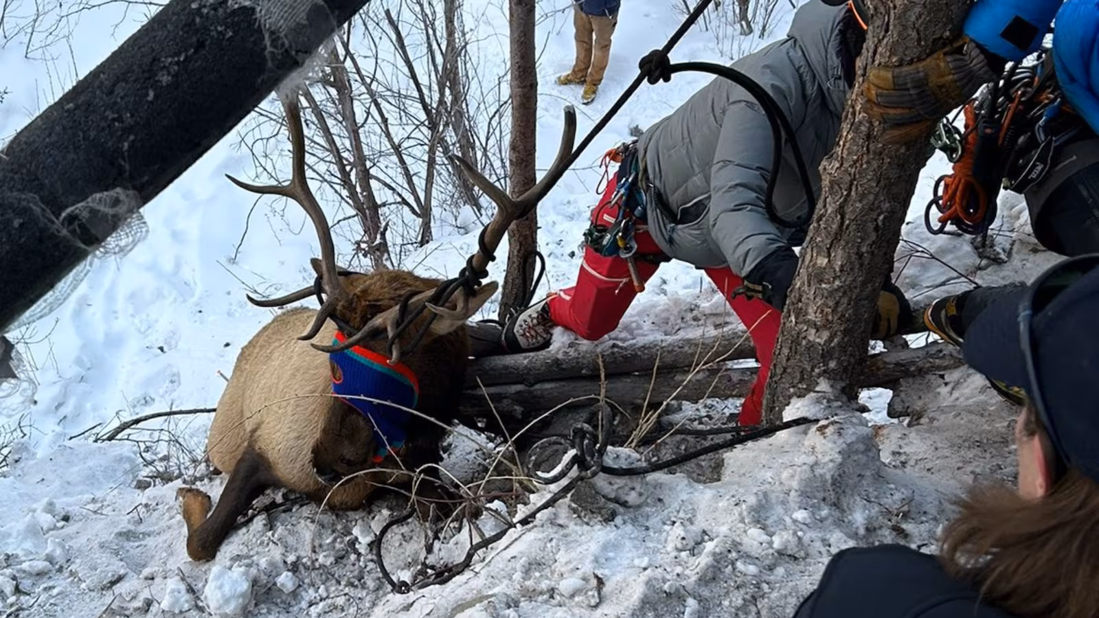 Elk rescue...