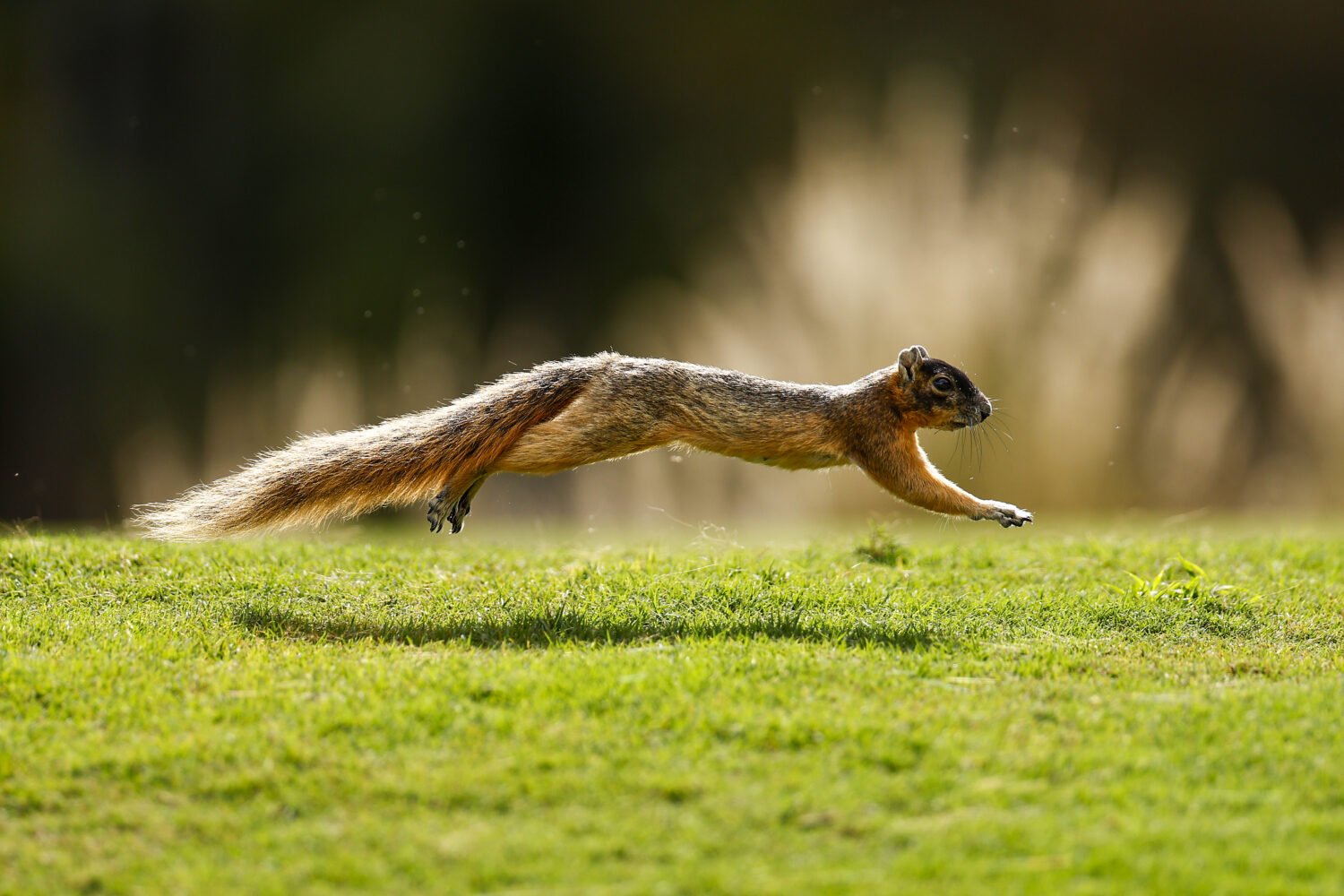 Squirrel...